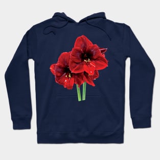 Closeup of Red Amaryllis Hoodie